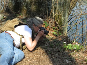 Photographing bloodroot