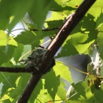 A ruby-throated hummingbird's tiny nest
