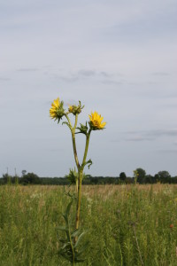 Compass plant at Faville Grove