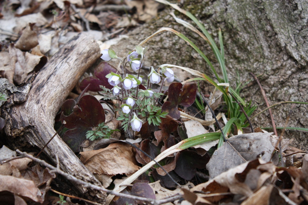 The hepatica's leaves are the large purplish ones, not the green ones.