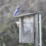Eastern bluebirds