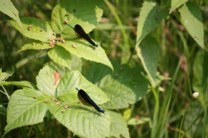 damselflies