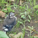 A young blue jay.