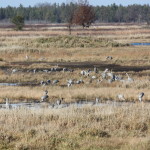 Sandhills at NNWR (2)