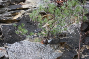 Tree in outcrop (2)