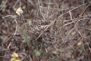 nest